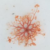 画像: 《近海産海洋生物類》サメハダテヅルモヅル（Sサイズ)画像の個体です・・ハンドコート採取