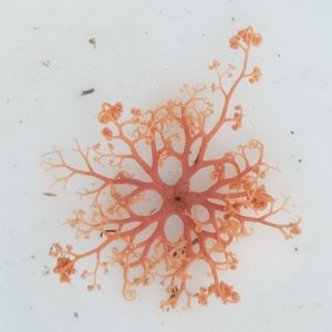 画像: 《近海産海洋生物類》サメハダテヅルモヅル（Sサイズ)画像の個体です・・ハンドコート採取