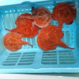 画像: 《近海産海水魚》☆★アカグツ★☆‥1匹（MLサイズ）…ハンドコート採取