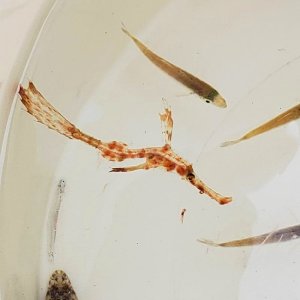 画像: 《近海産海水魚》【珍】カミソリウオ…ハンドコート採取