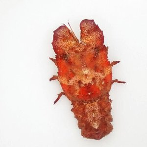 画像: 《近海産甲殻類》【珍】コブセミエビ（画像状態で12センチ±）…ハンドコート採取