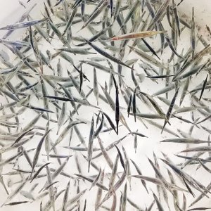 画像: 《近海産深海魚》ダイコクサギフエ（10匹セット）…【幼魚色】