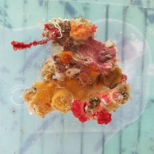 画像: 《近海産海洋生物》ウミイチゴ付きブロック