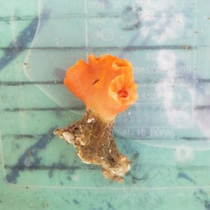 画像: 《近海産海洋生物》シロバナキサンゴ
