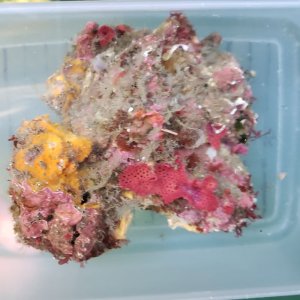 画像: 《近海産海洋生物》LWL（ベニアミコケムシ付き）