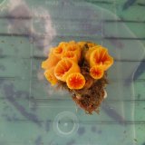 画像: 《近海産海洋生物》オオイボヤギ