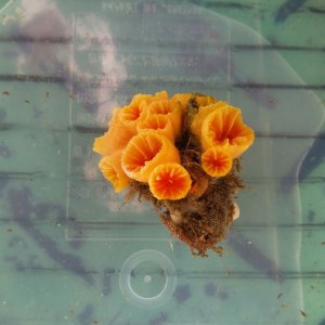 画像: 《近海産海洋生物》オオイボヤギ