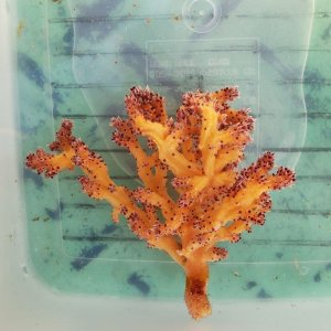 画像: 《近海産海洋生物》ニクイロクダヤギ