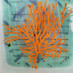 画像: 《近海産海洋生物》イソバナ（オレンジ系）