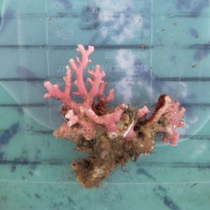 画像: 《近海産海洋生物》サンゴモドキ