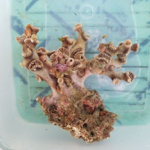 画像: 《近海産海洋生物》フタリビワガライシ