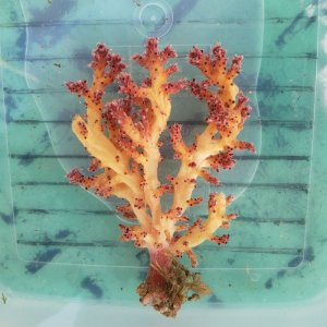 画像: 《近海産海洋生物》ニクイロクダヤギ