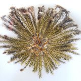 画像: 《近海産海洋生物》ウミシダの仲間…ハンドコート採取