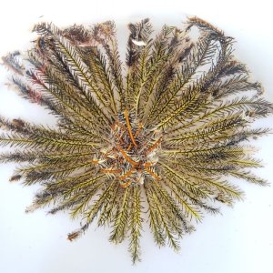 画像: 《近海産海洋生物》ウミシダの仲間…ハンドコート採取