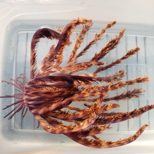 画像: 《近海産海洋生物》ツヤウミシダ…ハンドコート採取