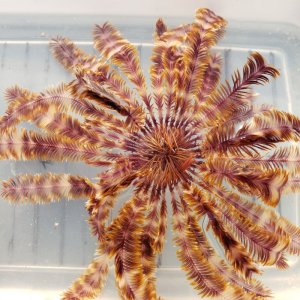 画像: 《近海産海洋生物》ツヤウミシダ…ハンドコート採取