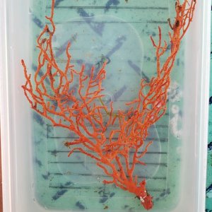 画像: 《近海産海洋生物》イソバナ（オレンジ系）