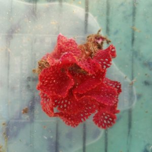 画像: 《近海産海洋生物》ベニアミコケムシ