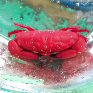 画像: 《近海産甲殻類》ベニオウギガニ…当店ハンドコート採取