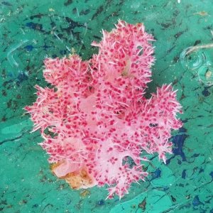 画像: 《近海産海洋生物》トゲトサカ（画像の個体です）…ハンドコート採取
