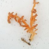 画像: 《近海産海洋生物》ニクイロクダヤギ