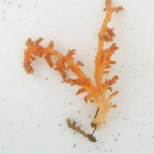 画像: 《近海産海洋生物》ニクイロクダヤギ