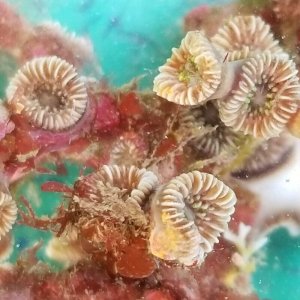 画像: 《近海産海洋生物》フタリビワガライシ