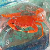 画像: 《近海産甲殻類》カルパガザミ…歩足2欠