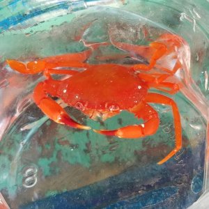 画像: 《近海産甲殻類》カルパガザミ…歩足2欠