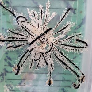 画像: 《近海産海洋生物》ウミシダの仲間…ハンドコート採取