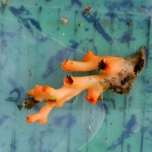 画像: 《近海産海洋生物》オキノセキサンゴ