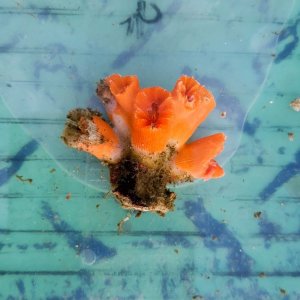 画像: 《近海産海洋生物》シロバナキサンゴ