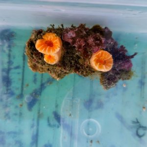 画像: 《近海産海洋生物》オオイボヤギ