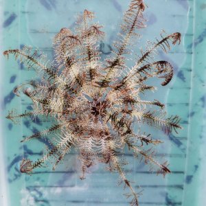 画像: 《近海産海洋生物》ウミシダの仲間…ハンドコート採取