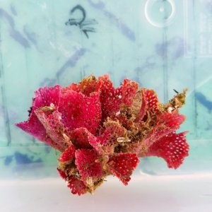 画像: 《近海産海洋生物》ベニアミコケムシ
