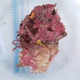 画像: 《近海産海洋生物》LWL（カイメン類、海藻活着）