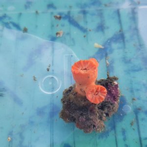画像: 《近海産海洋生物》シロバナキサンゴ？