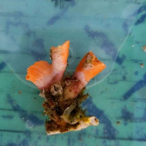 画像: 《近海産海洋生物》シロバナキサンゴ