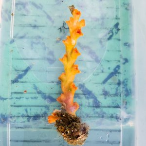 画像: 《近海産海洋生物》オキノセキサンゴ