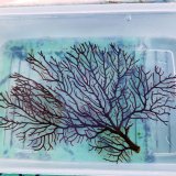 画像: 《近海産海洋生物》オウギウミヒドラ