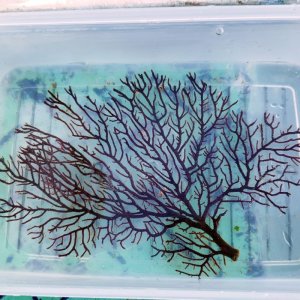 画像: 《近海産海洋生物》オウギウミヒドラ