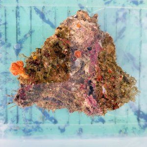 画像: 《近海産海洋生物》LWL（ベニウミトサカ、タコアシサンゴ付き）