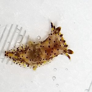画像: 《近海産甲殻類》ヒカリウミウシ（1匹）…当店ハンドコート採取