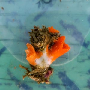 画像: 《近海産海洋生物》シロバナキサンゴ