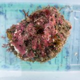 画像: 《近海産海洋生物》LWL（アオパンダ付き）