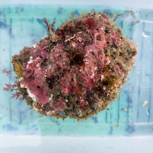 画像: 《近海産海洋生物》LWL（アオパンダ付き）