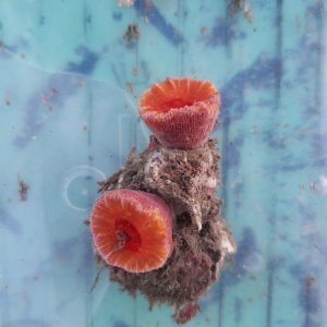 画像: 《近海産海洋生物》ハナタテ？（珍色）