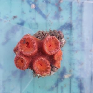画像: 《近海産海洋生物》オオイボヤギ