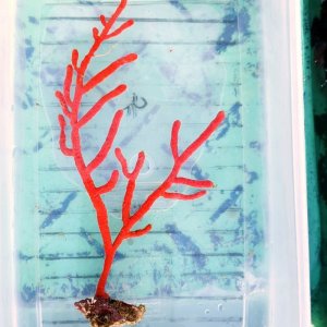 画像: 《近海産海洋生物》アカヤギの仲間