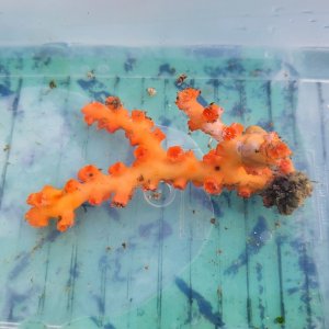 画像: 《近海産海洋生物》ボシュマキサンゴ
